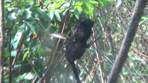 Гуанчжоу Сафари парк Chimelong один из лучших зоопарков в мире