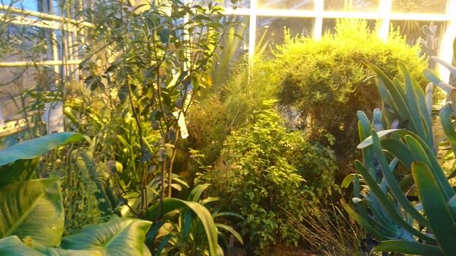 Растения флоры южной африки в оранжерее ботанического сада г. Орхус, Дания. 15 дек. 2021