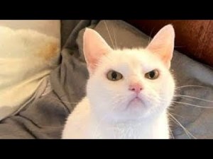 Я РЖАЛ ЦЕЛЫЙ ЧАС?ПОДБОРКА СМЕШНЫХ КОТОВ И СОБАК ДЛЯ ХОРОШЕГО НАСТРОЕНИЯ? #20