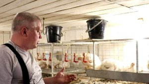 Месячный бройлер Кобб 500 Кости не держат вес Цыплята падают на ноги