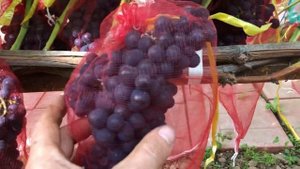 Виноград Эстер R-65