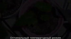 Как вырастить виноград из косточки