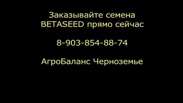 Бетасид (BETASEED) семена сахарной свеклы смотреть онлайн