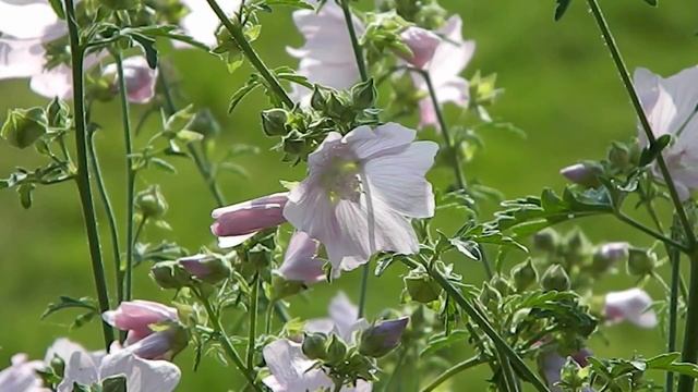 Malva moschata смотреть онлайн
