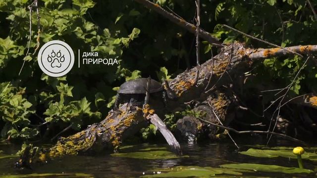 Байдарки та SUP boarding в Херсоні: як це відбувається у плавнях Дніпра | TripMustGoOn смотреть онлайн