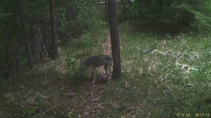 Волки у маркировочного дерева. В Алтайском заповеднике