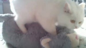 Кошка и плюшевый кот