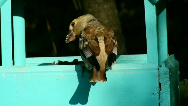 Обыкновенный дубонос смотреть онлайн