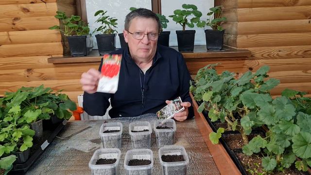 Выращивание пеларгонии НАНО