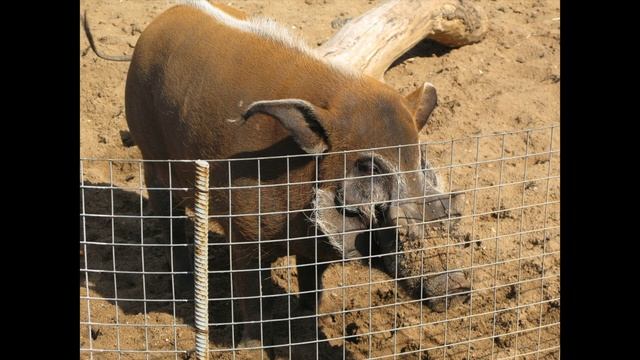 №59? Москва ??? Зоопарк ? Лето ? Прогулка? Загадки ? Интересные факты. Подарок для всех? смотреть онлайн