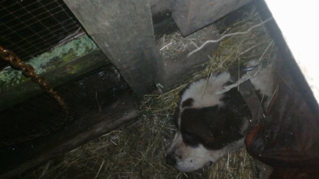 Собака слегла, отказали лапы / Что дальше делать / Будем бороться за жизнь смотреть онлайн