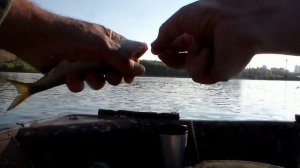 Водокачка у пилонов,г. Запорожье . Монстр-тарань , на "самодуры" .04 ОКТ. 20г.