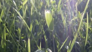 Село  Григоровка﻿ харьковская область харьков сегодня