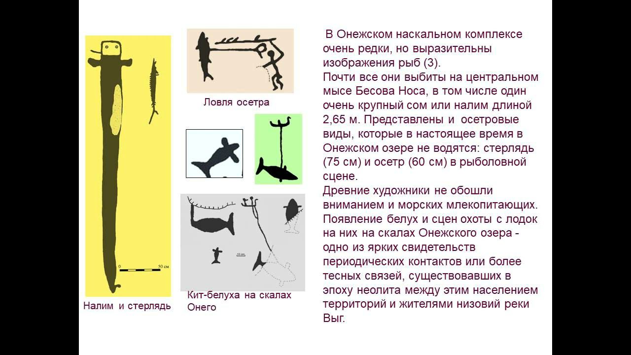 Лекция «Животный мир в наскальном искусстве Карелии»