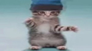 Коты флексят под малинки малинки такие вечеринки