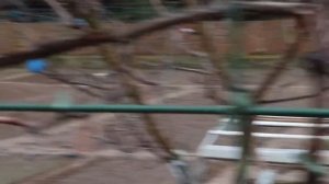 Как вырастить виноград из лозы 2021.