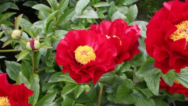 The Mackinac Grand | R2 Flowers BV | Peonies смотреть онлайн