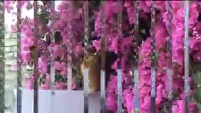 кот хамас.flv