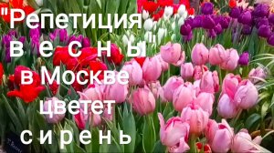 В МОСКВЕ ЗИМОЙ ЦВЕТЕТ СИРЕНЬ. "РЕПЕТИЦИЯ ВЕСНЫ В АПТЕКАРСКОМ ОГОРОДЕ"
