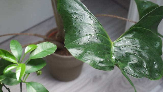 Neue PFLANZEN, BLÄTTER und ein PILZ | Kauderwelsch #1 смотреть онлайн