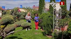 Древовидные пионы