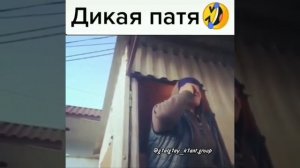 дикая патя