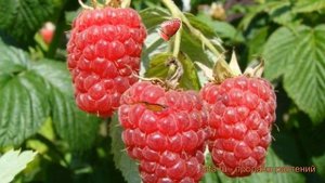 Малина ремонтантная Атлант (rubus idaeus atlant) ? Атлант обзор: как сажать, саженцы малины Атлант
