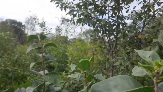 Наши сливы слаще абрикосов. обзор урожая и саженцев 2023. Открыта бронь. смотреть онлайн