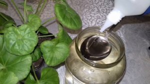 УНИКАЛЬНАЯ ПОДКОРМКА ПЕЛАРГОНИИ ИЛИ ГЕРАНИ ПО БАБУШКИНОМУ РЕЦЕПТУ.