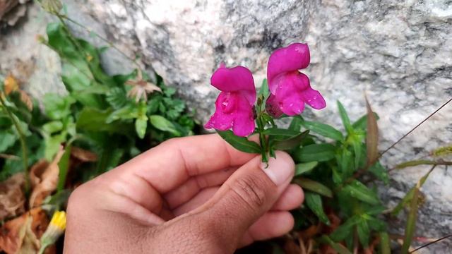 Львиный зев большой (Antirrhinum majus) смотреть онлайн