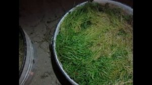 Как СОХРАНИТЬ МОРКОВЬ сочной ДО ВЕСНЫ! ЛУЧШИЙ СПОСОБ!!! Мох Сфагнум!