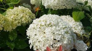 ВЫПОЛНИТЕ всего 3 УСЛОВИЯ и Ваши ДРЕВОВИДНЫЕ ГОРТЕНЗИИ будут самыми КРАСИВЫМИ и пышно ЦВЕТУЩИМИ!