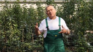 Посадка саженцев. Советы и рекомендации