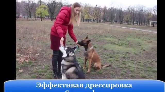 Пример дрессировки хаски.  Хаски с агрессией к другим собакам.   Результат в  видео