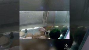 Нерест Данио в общем аквариуме!