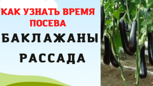 Когда сажать баклажаны на рассаду Сроки посадки баклажанов для каждого региона Дедушкины секреты