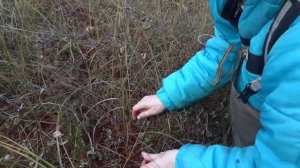 как собирать клюкву