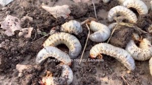 Медведки живут в навозе нашёл их там. Жуть.15.10.2022 от Дежурного.