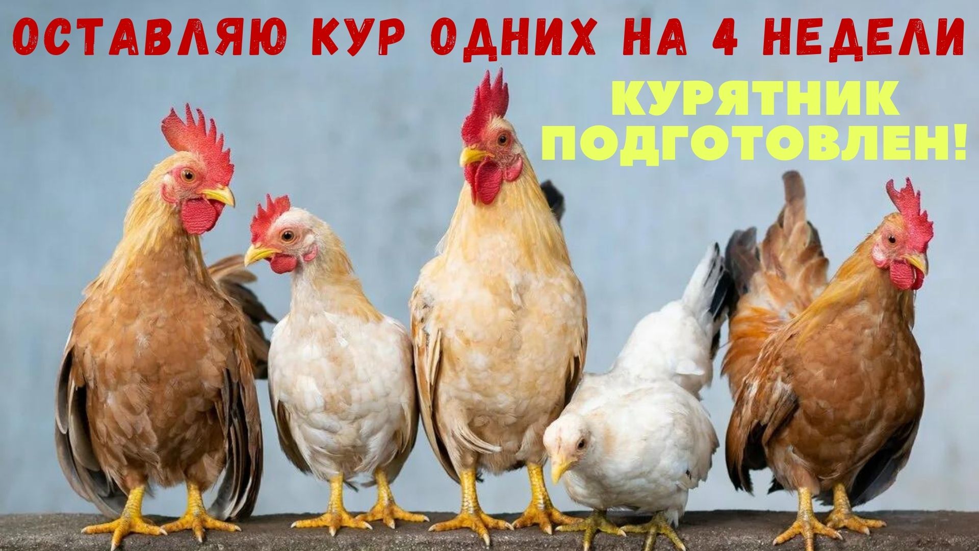 Оставляю своих кур одних на 4 недели. Как курятник подготовлен к автономии?