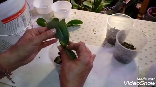 Посадка Орхидей в размере 1,7 | Phal. Ever Spring King * OX Blask смотреть онлайн