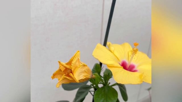 Опыление гибискуса в домашних условиях