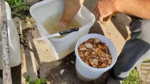 Засол волнушек | Холодный посол