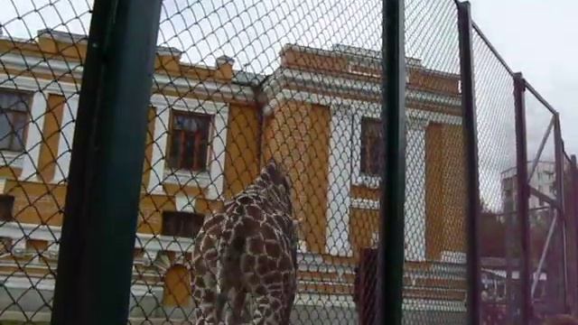 жираф смотреть онлайн