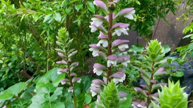 Flower Spikes of Acanthus mollis смотреть онлайн