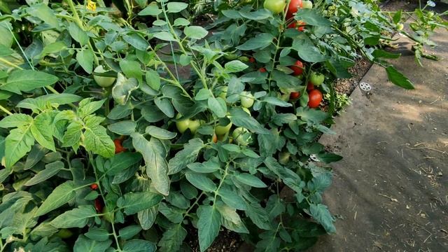??ТОМАТЫ ХЕПИНЕТ И ОЛЬГА. СРАВНЕНИЕ ДВУХ ГИБРИДОВ. Обзор