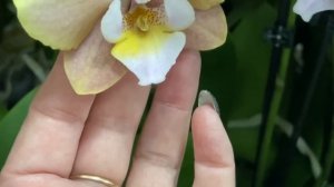 ? ПРОДАЖА ОРХИДЕЙ 05.07.23 Орхидея Дикий кот, Мореллия, Санта-Клаус Ароматные орхидеи Купить орхиде