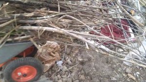 Свой мусор ветки от деревьев убрала и положила рядом в крупный  габарит.