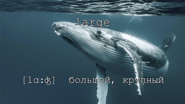 Английский в картинках "Размеры"