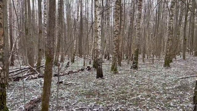 Грибник ушёл в лес за весенними грибами ! Первая дегустация ! Грибы 2022 !