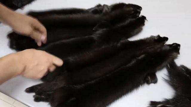 Куница под соболя - видео качества шкурок смотреть онлайн